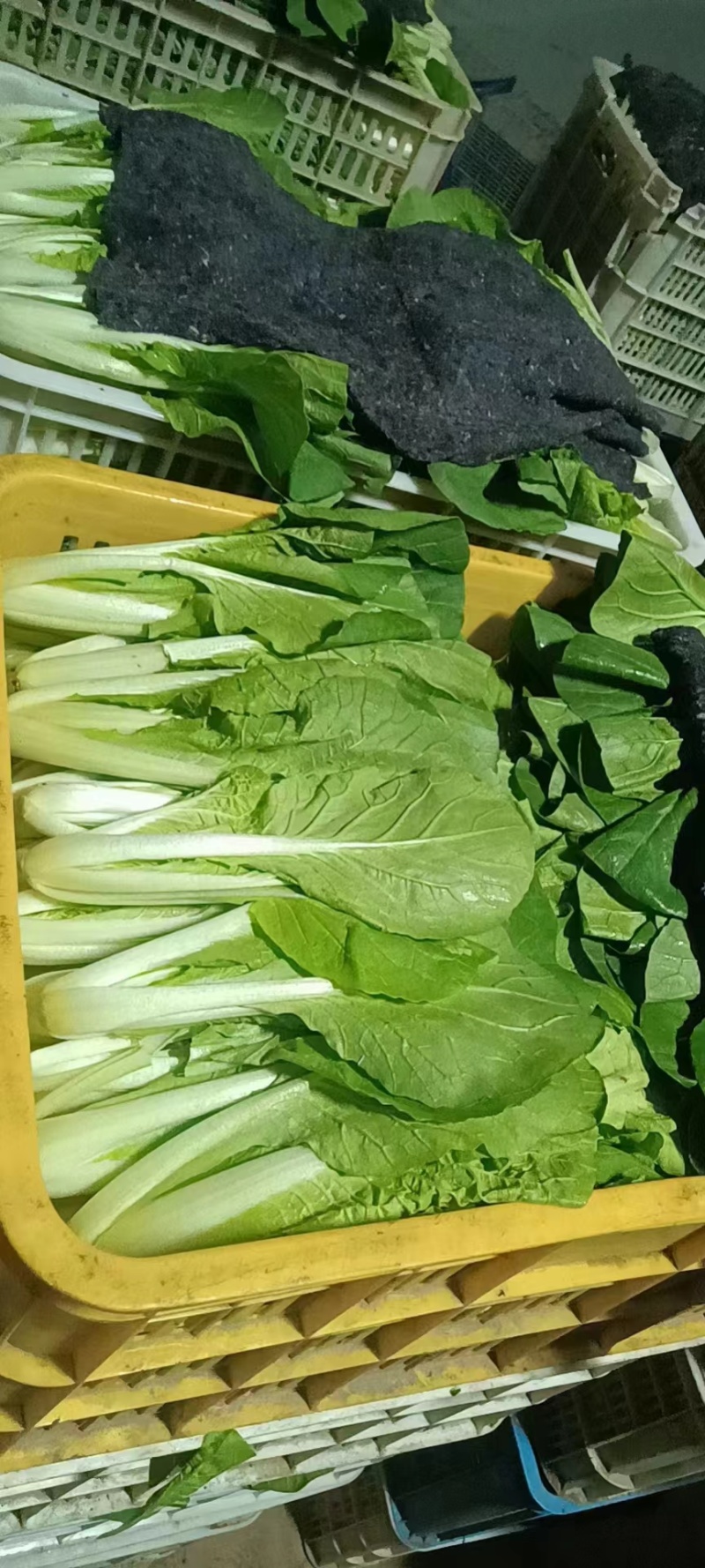 奶白菜