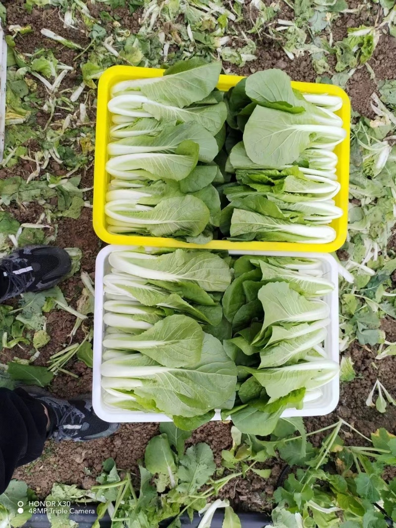 奶白菜