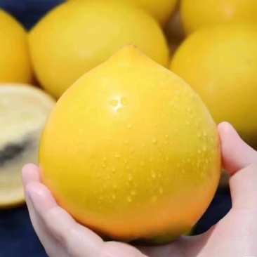 黄晶果