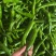 辣椒2307螺丝椒泡椒8号线6号线新苗
