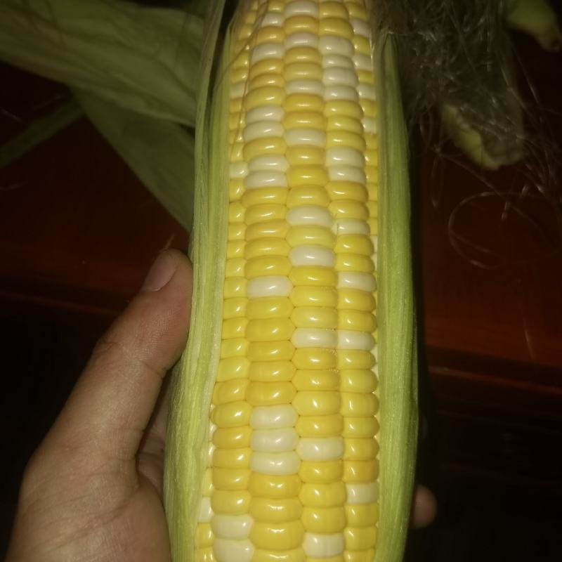 鲜食甜玉米