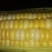 鲜食甜玉米