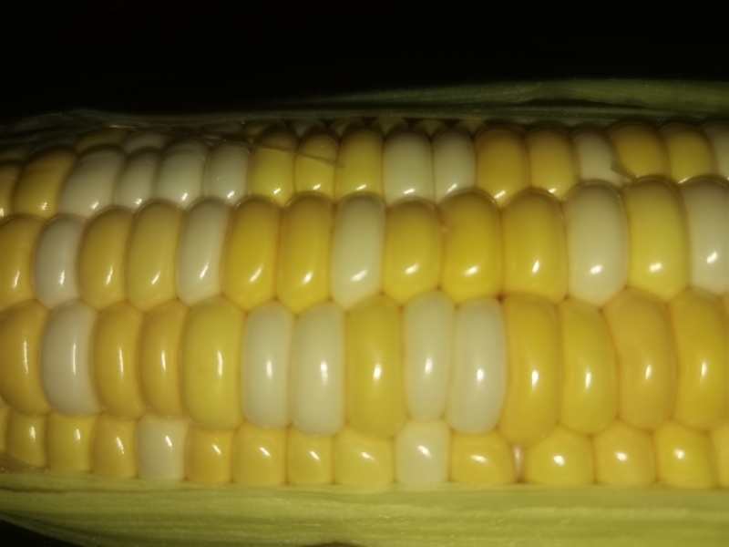鲜食甜玉米