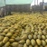 伽师瓜八六王