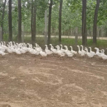 大白鹅散养大鹅