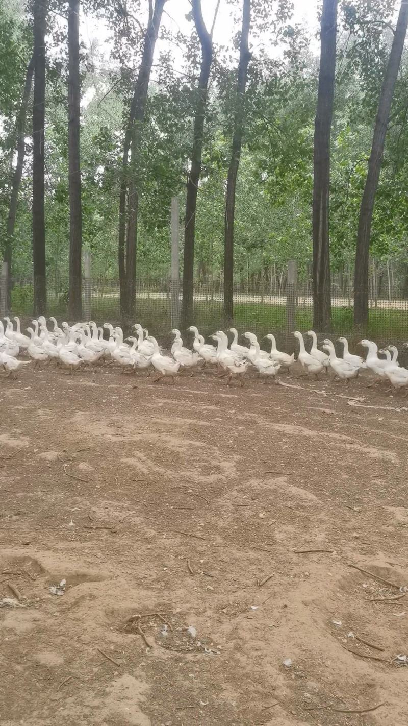 大白鹅散养大鹅