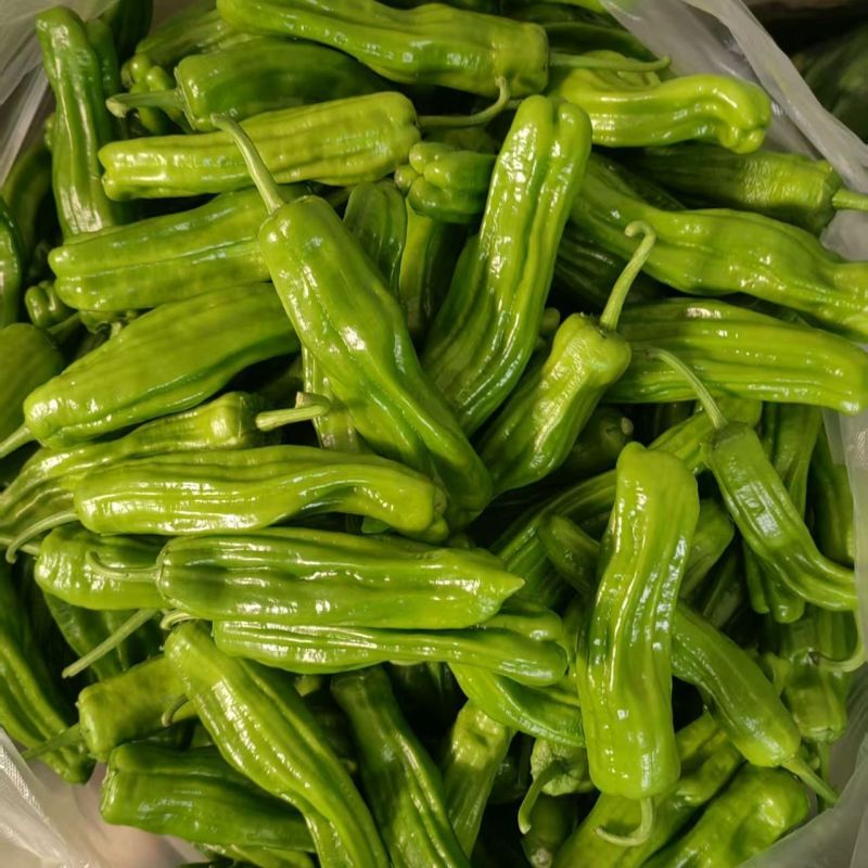 萧新369早熟长灯笼椒种子果色翠绿辣味中等竖皱褶产量高