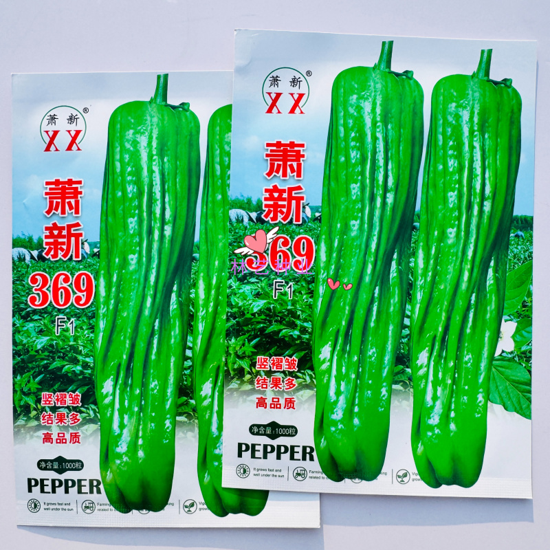 萧新369早熟长灯笼椒种子果色翠绿辣味中等竖皱褶产量高