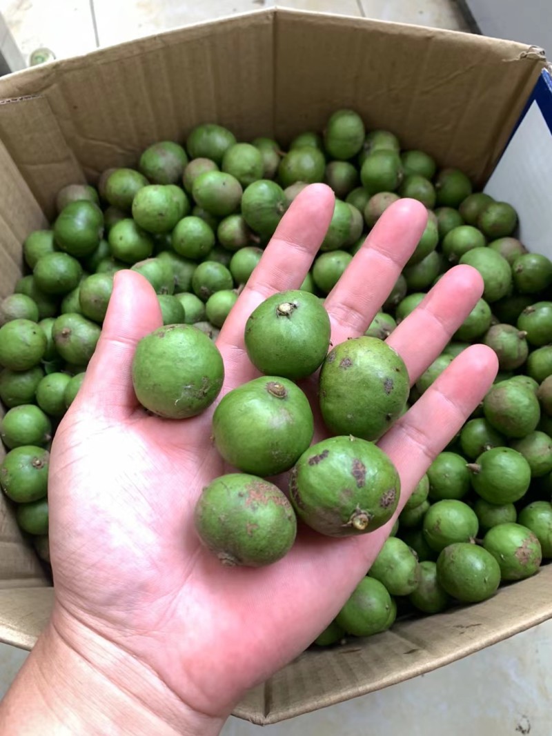 新鲜仁面果现摘现发