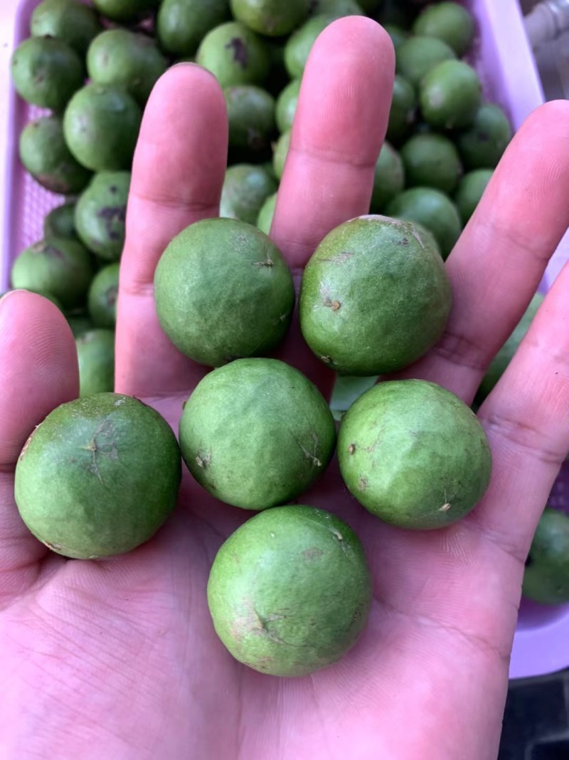 新鲜仁面果现摘现发