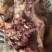 水退全熟牛头肉，一手货源，质量保证，常年有货，。。。。。