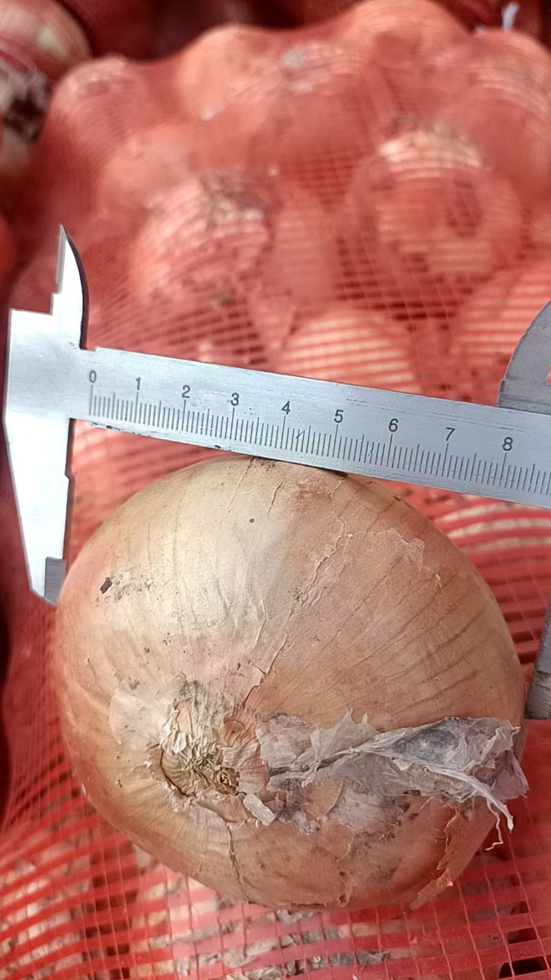 黄皮详葱红葱紫皮洋葱