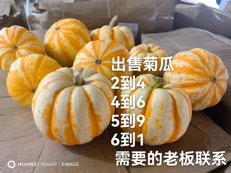 板栗南瓜，贝贝南瓜，大红南瓜菊花南瓜