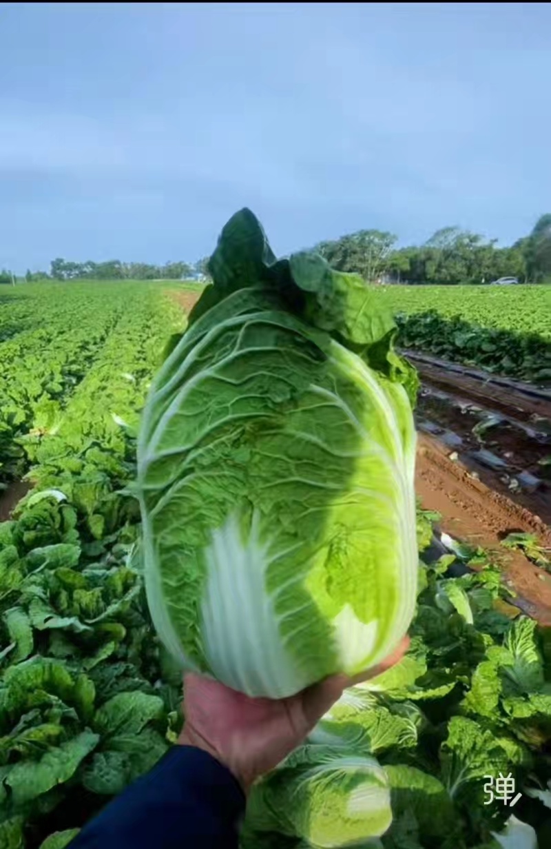 黄心大白菜万亩35吨整车发产地内蒙古无空心诚信经营