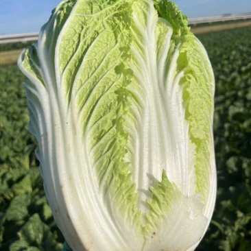 山东胶东黄心大白菜常年供应
