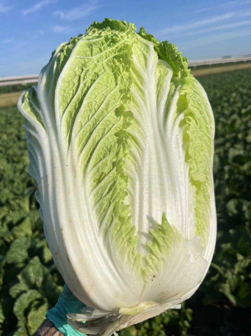 山东胶东黄心大白菜常年供应