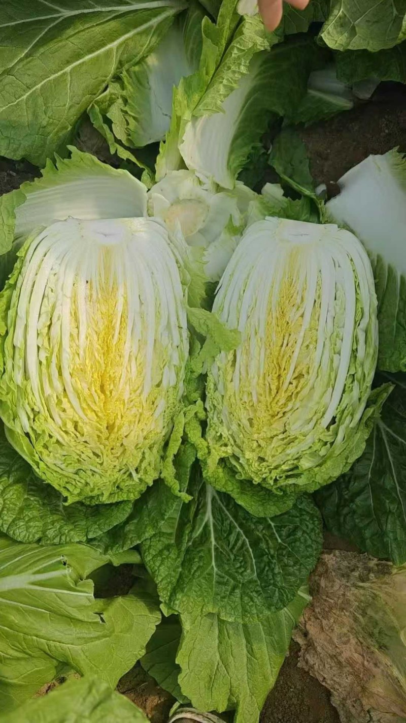 山东胶东黄心大白菜常年供应