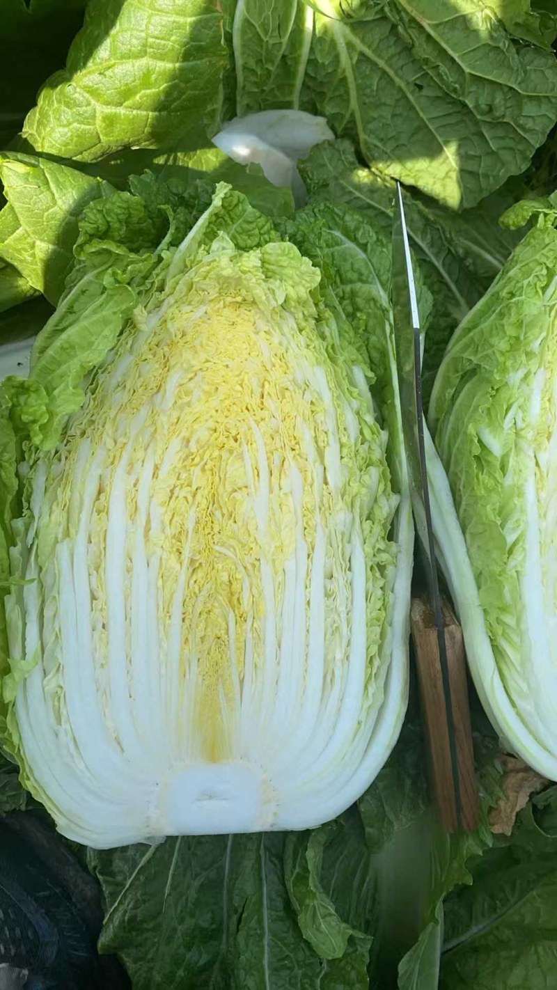 山东胶东黄心大白菜常年供应