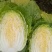 山东胶东黄心大白菜常年供应