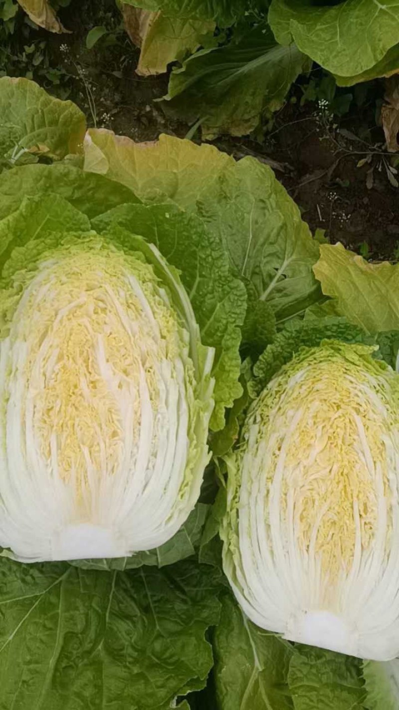 山东胶东黄心大白菜常年供应