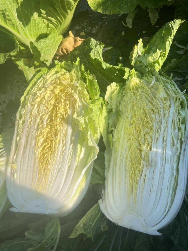 山东胶东黄心大白菜常年供应