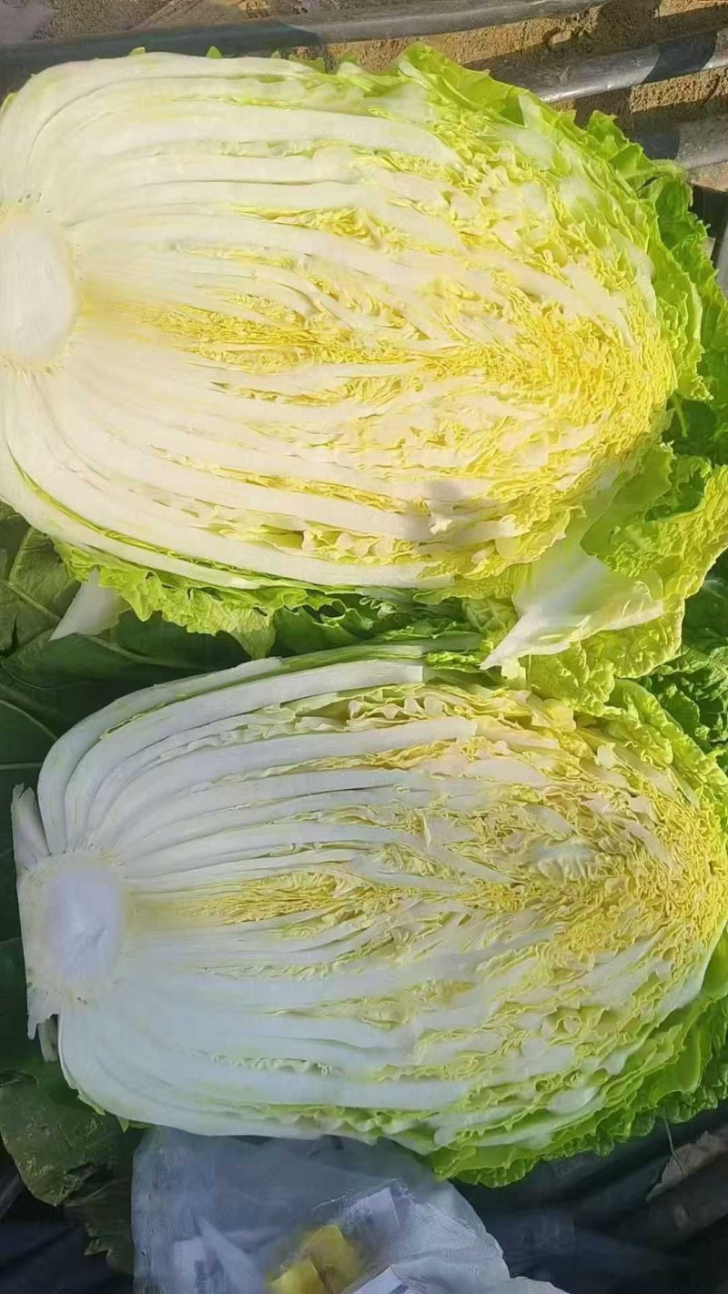 山东胶东黄心大白菜常年供应