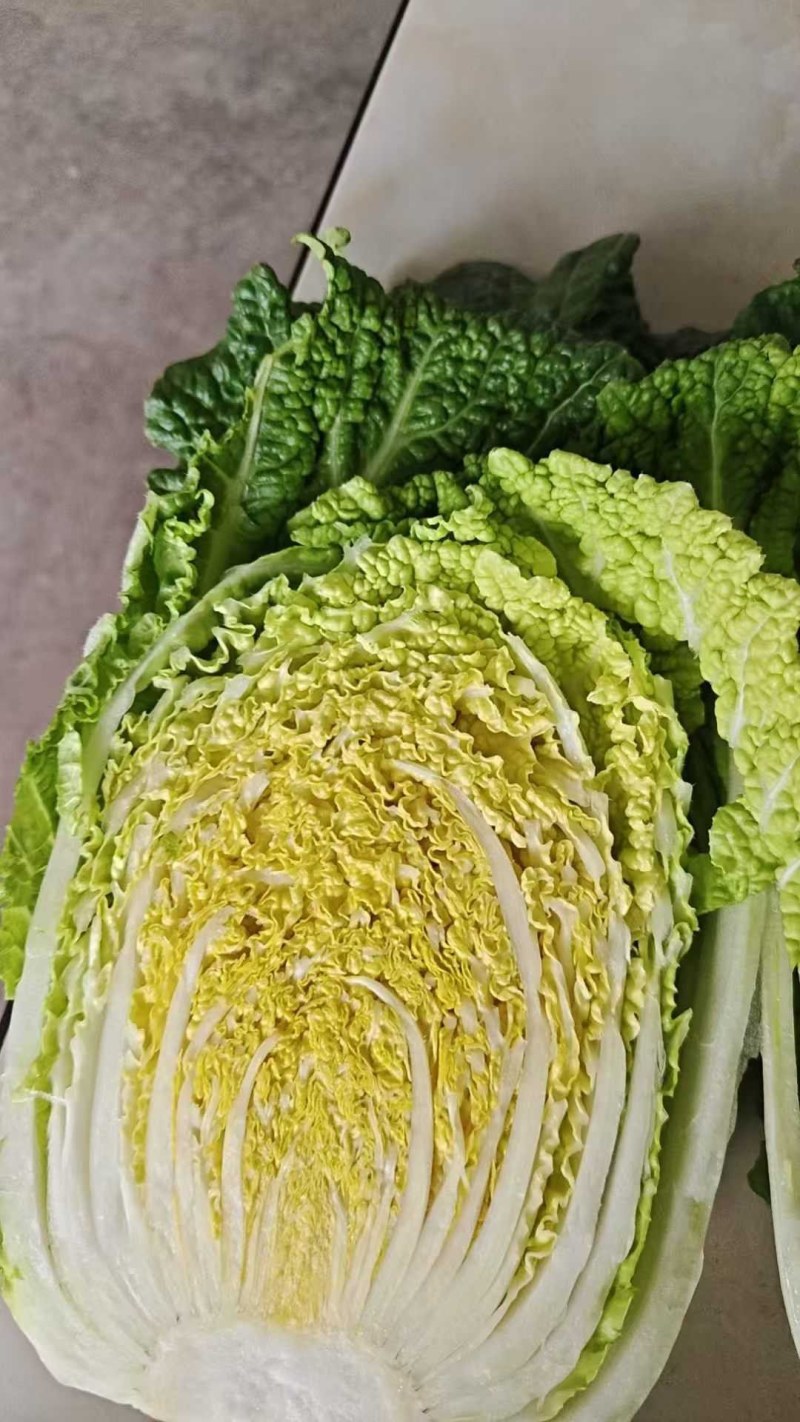 山东胶东黄心大白菜常年供应