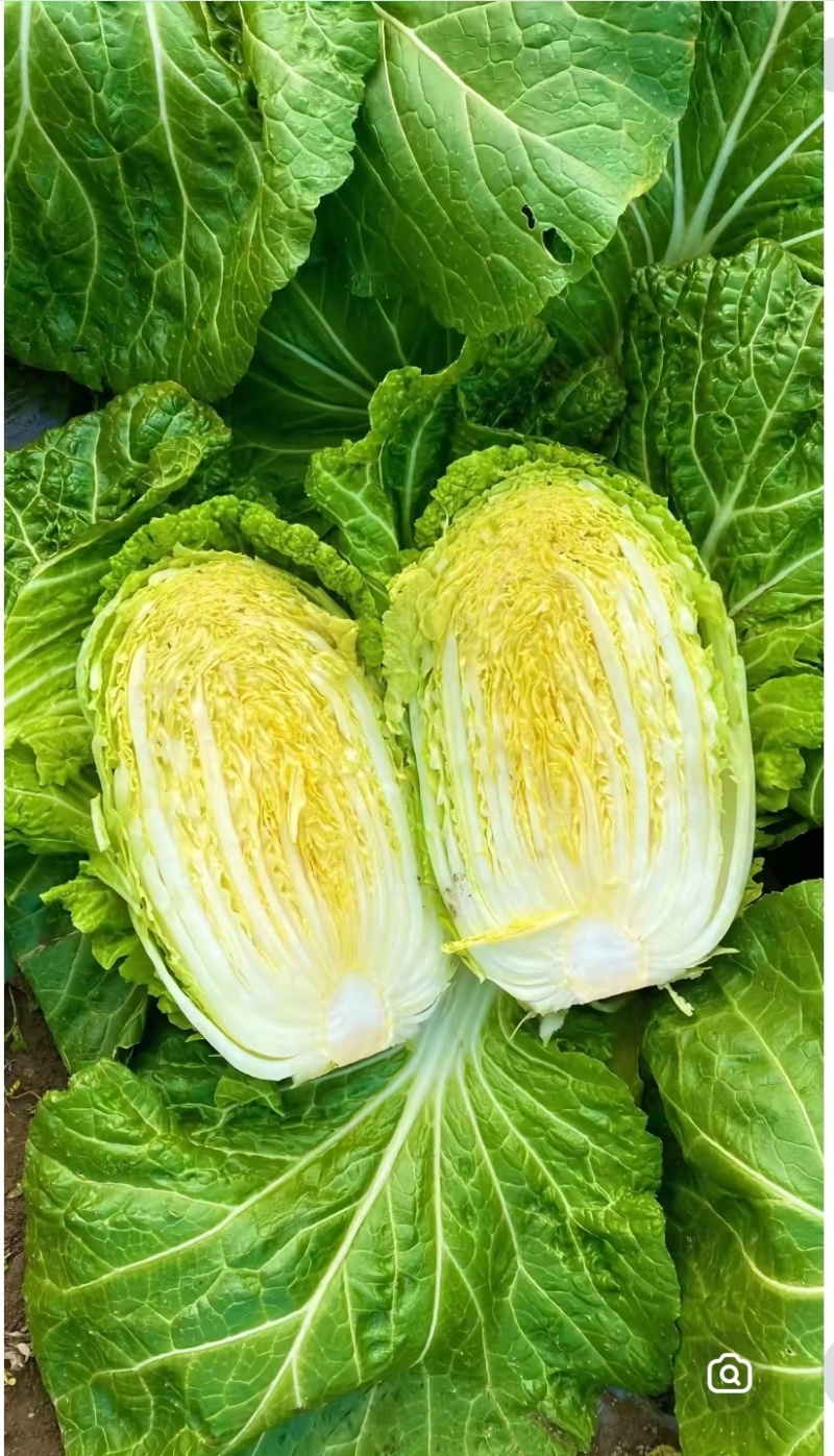 黄心大白菜万亩35吨整车发产地内蒙古无空心诚信经营