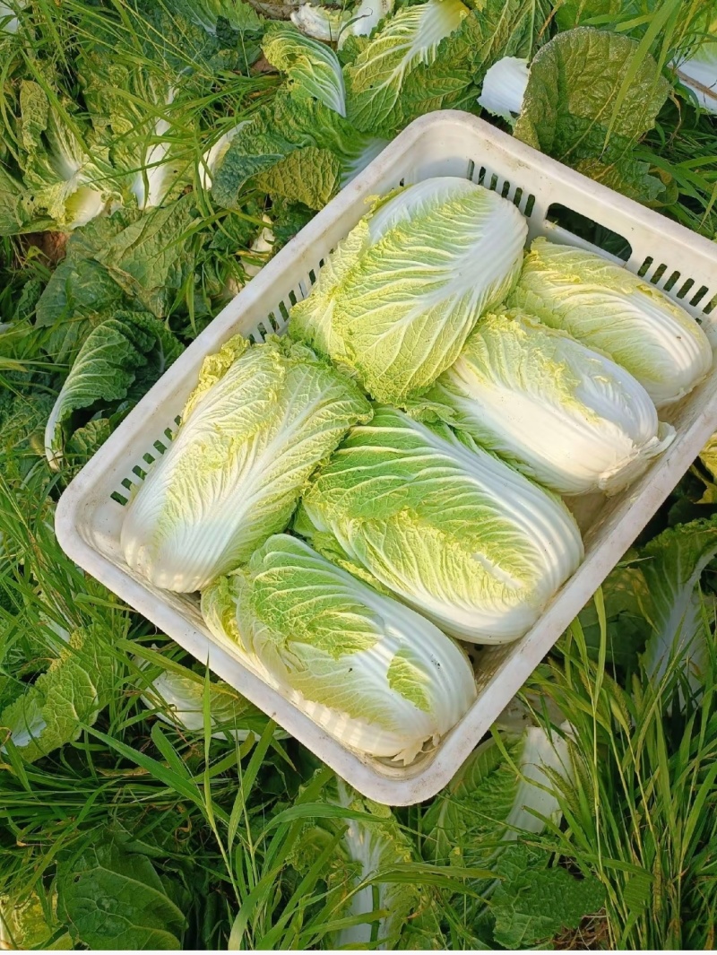 黄心大白菜万亩35吨整车发产地内蒙古无空心诚信经营