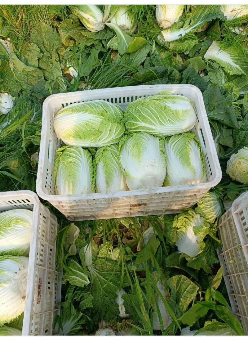 黄心大白菜万亩35吨整车发产地内蒙古无空心诚信经营