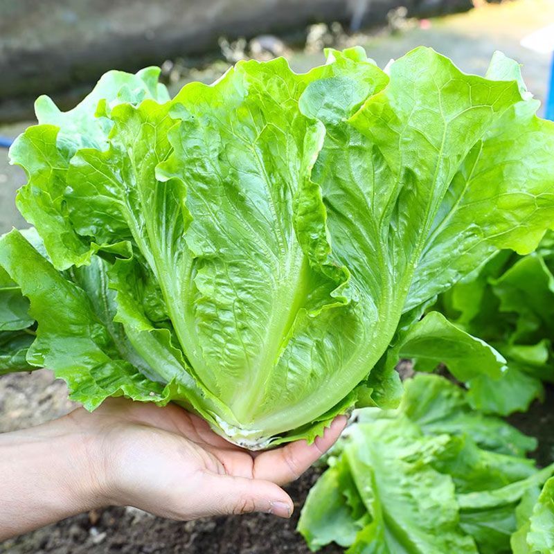 烤肉生菜种子口感甜脆生菜种子耐热耐寒耐抽苔大田基地种植