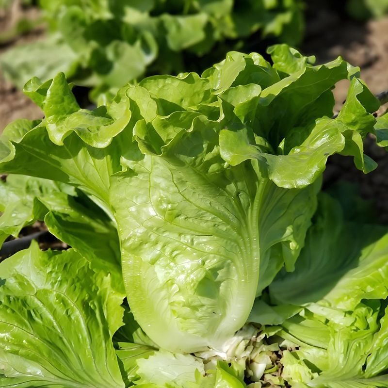 烤肉生菜种子口感甜脆生菜种子耐热耐寒耐抽苔大田基地种植