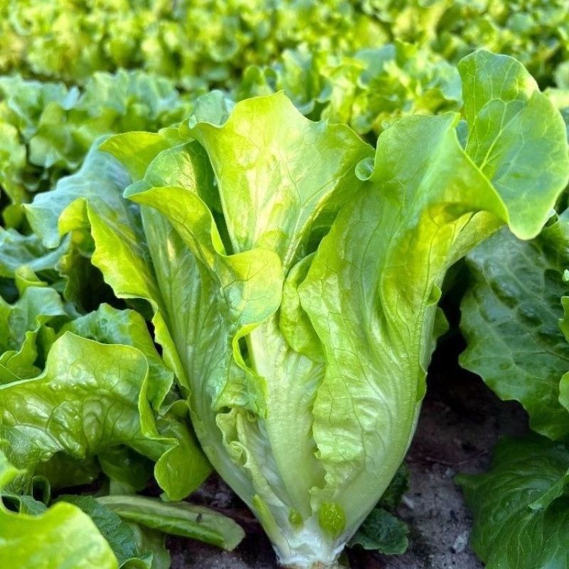 烤肉生菜种子口感甜脆生菜种子耐热耐寒耐抽苔大田基地种植