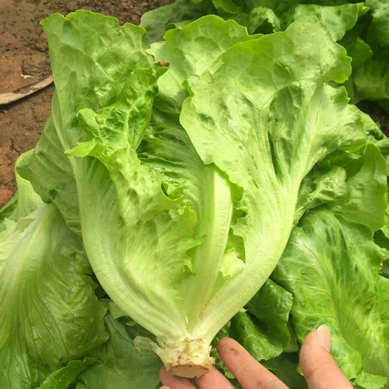 烤肉生菜种子口感甜脆生菜种子耐热耐寒耐抽苔大田基地种植