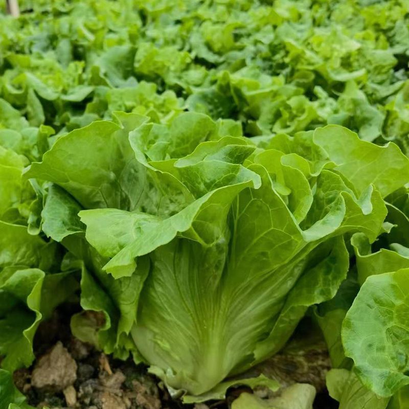 烤肉生菜种子口感甜脆生菜种子耐热耐寒耐抽苔大田基地种植