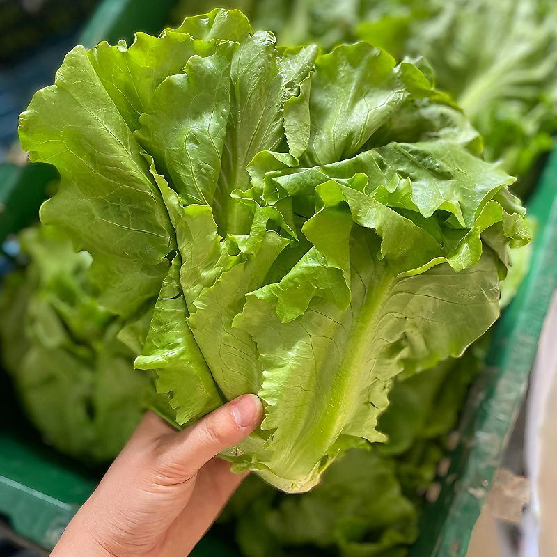 烤肉生菜种子口感甜脆生菜种子耐热耐寒耐抽苔大田基地种植