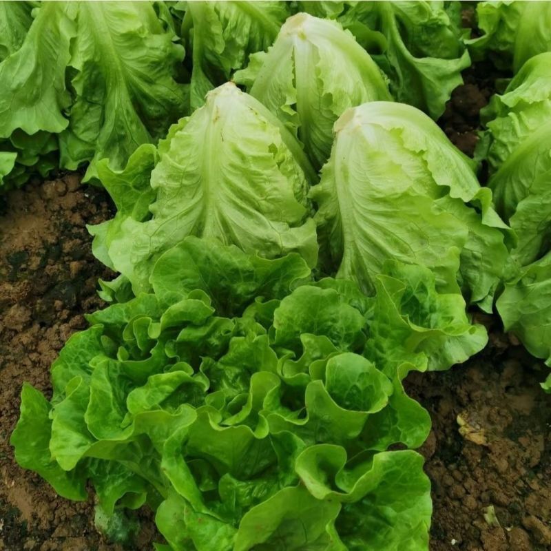 烤肉生菜种子口感甜脆生菜种子耐热耐寒耐抽苔大田基地种植
