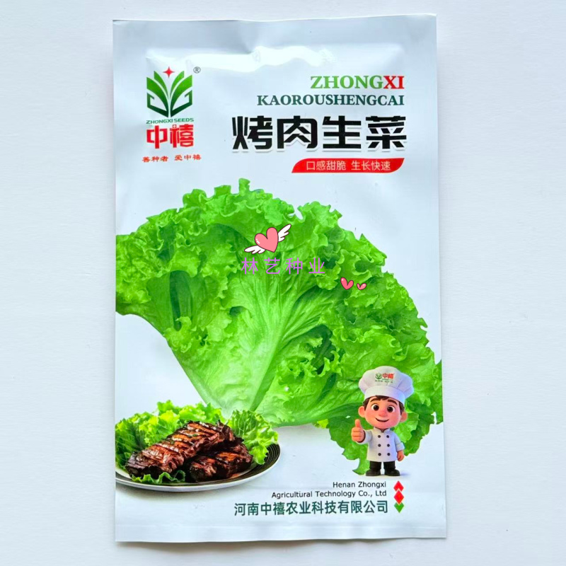 烤肉生菜种子口感甜脆生菜种子耐热耐寒耐抽苔大田基地种植