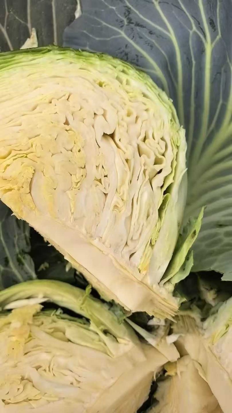 山东胶东扁包菜奥其娜绿月扁包菜