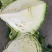山东胶东扁包菜奥其娜绿月扁包菜