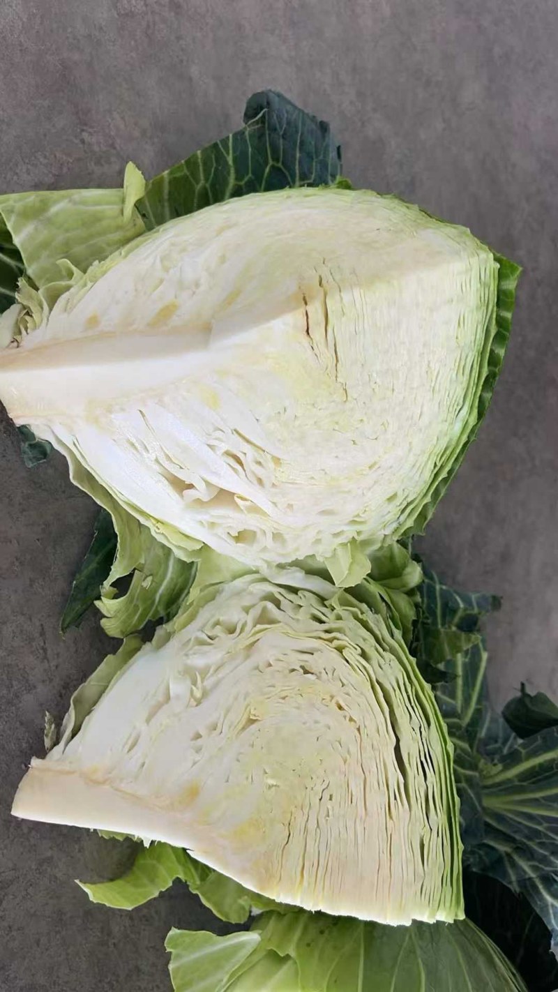 山东胶东扁包菜奥其娜绿月扁包菜