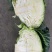 山东胶东扁包菜奥其娜绿月扁包菜