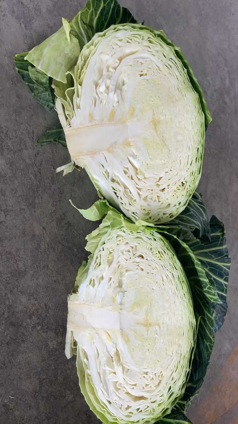 山东胶东扁包菜奥其娜绿月扁包菜