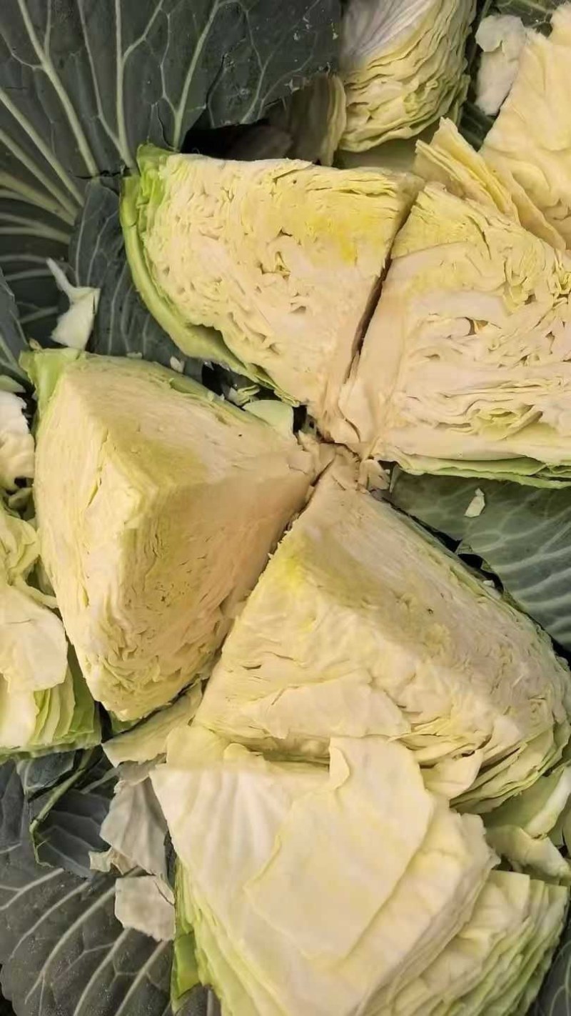 山东胶东扁包菜奥其娜绿月扁包菜