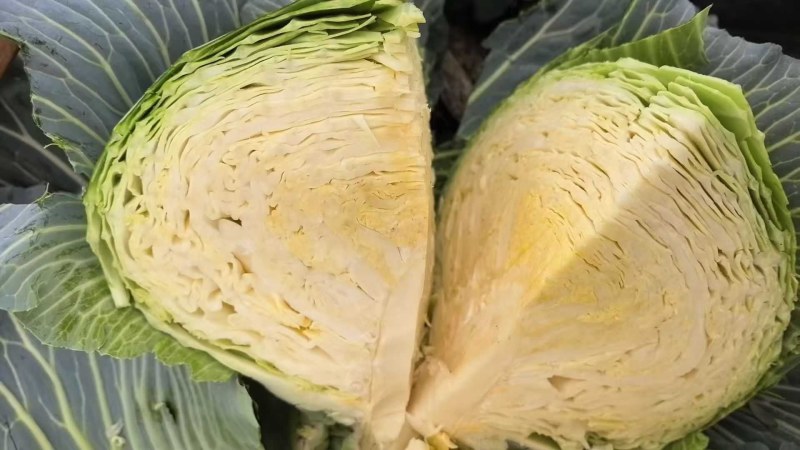 山东胶东扁包菜奥其娜绿月扁包菜