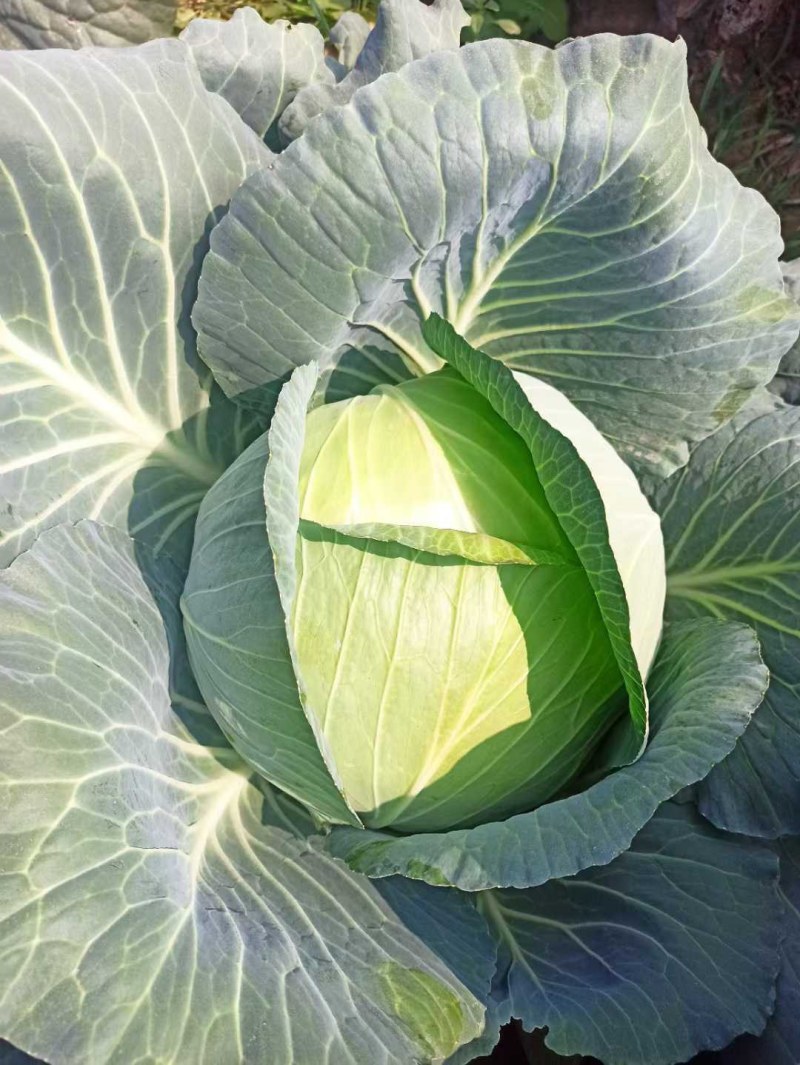 山东胶东扁包菜奥其娜绿月扁包菜