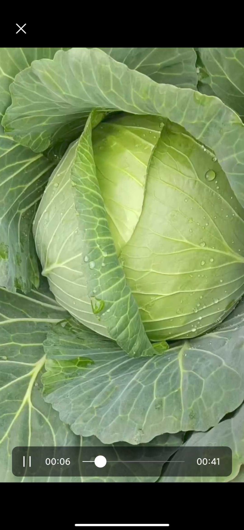 山东胶东扁包菜奥其娜绿月扁包菜