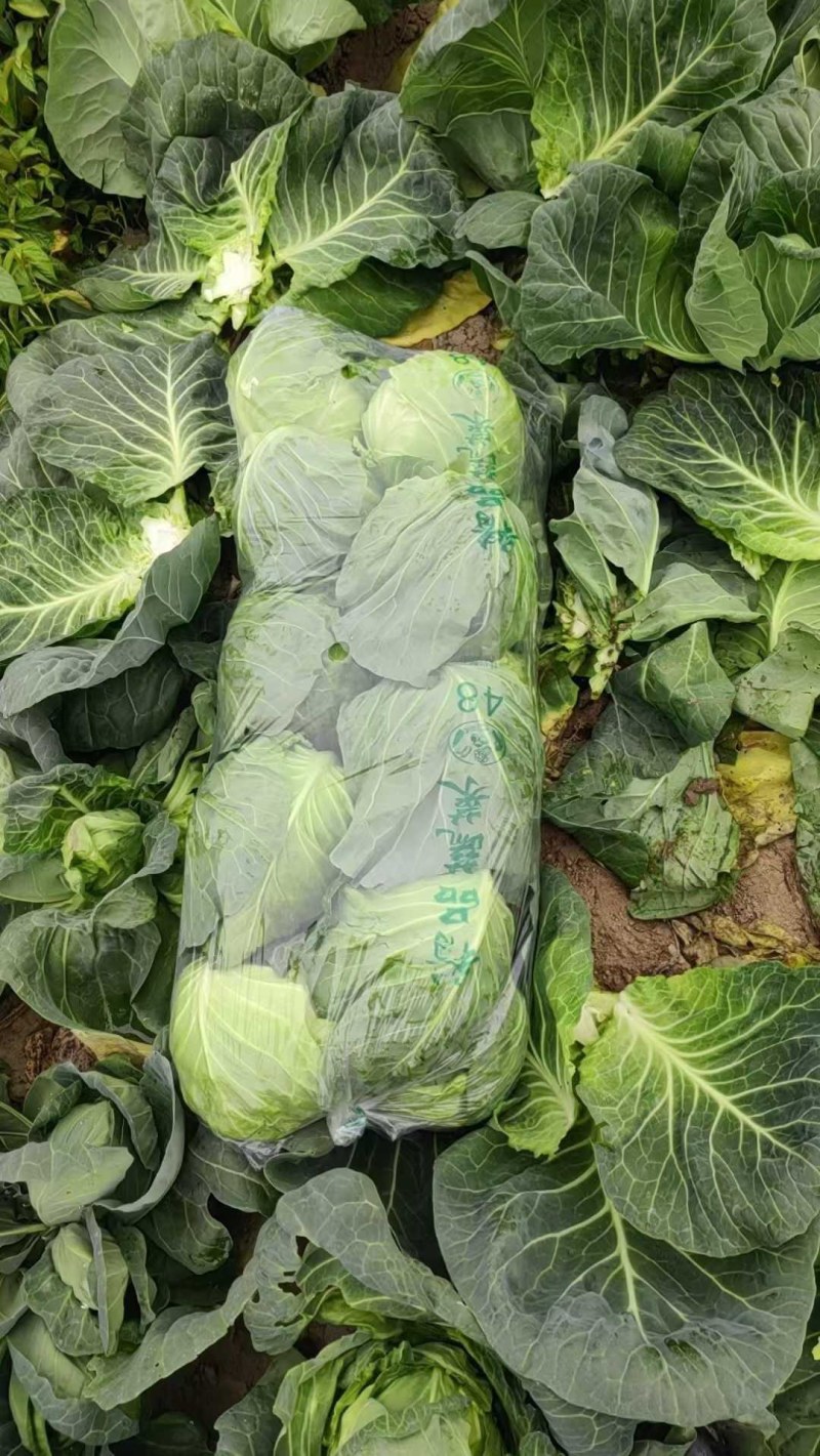 山东胶东扁包菜奥其娜绿月扁包菜