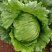 中禧汉堡生菜结球生菜西餐汉堡火锅用沙拉新鲜蔬菜圆西生菜种