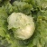 中禧汉堡生菜结球生菜西餐汉堡火锅用沙拉新鲜蔬菜圆西生菜种